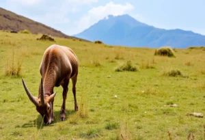 Nilgiri Tahr grazing in the grasslands with the backdrop of Anamudi Peak.